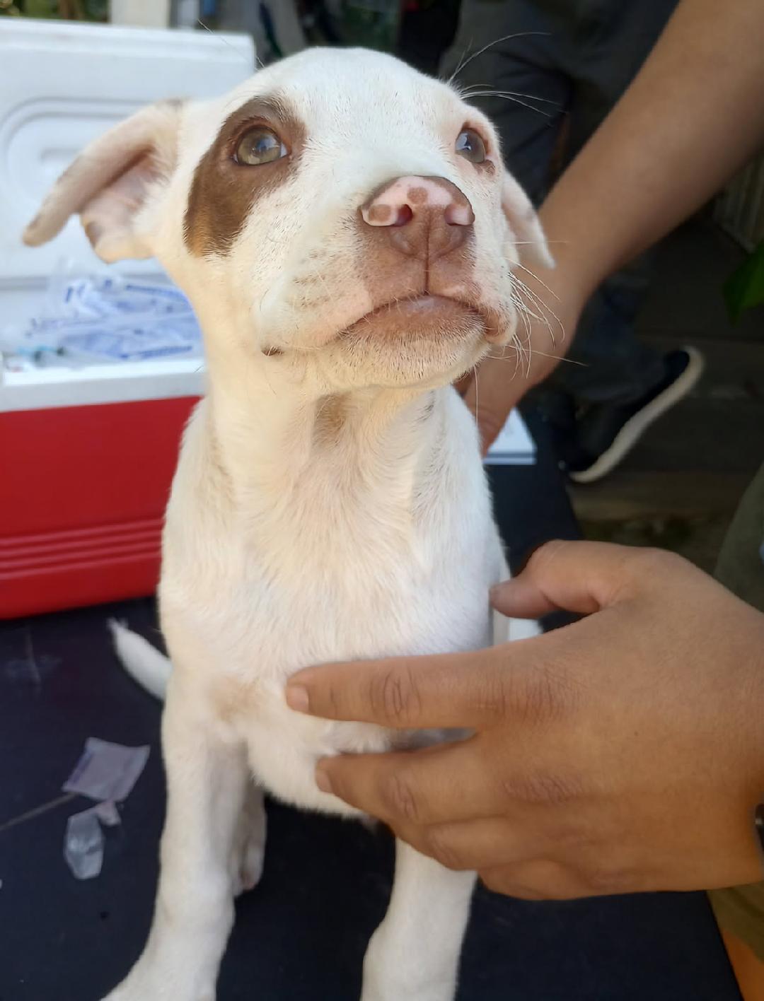 Enlarge Spike, a Adoptable Pit Bull Terrier in Burbank, CA image 3/5