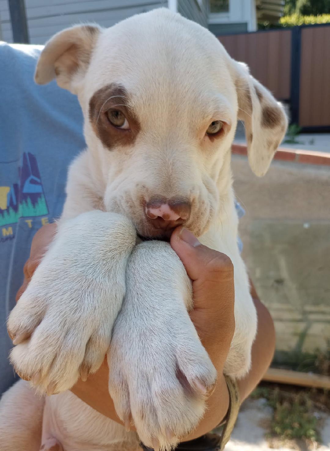 Enlarge Spike, a Adoptable Pit Bull Terrier in Burbank, CA image 2/5
