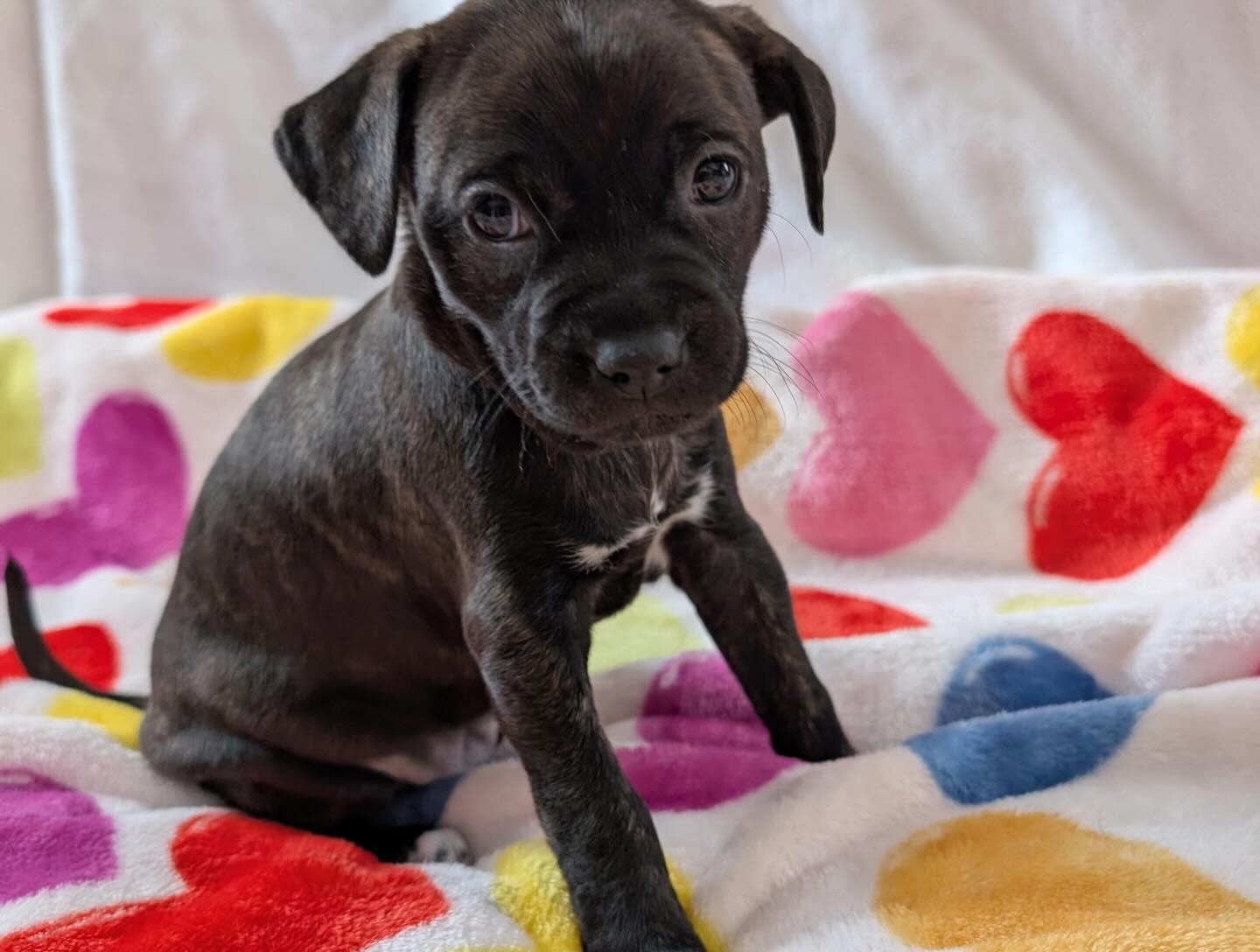 Enlarge Cedar, an adopted mixed breed in East Amherst, NY image 2/2