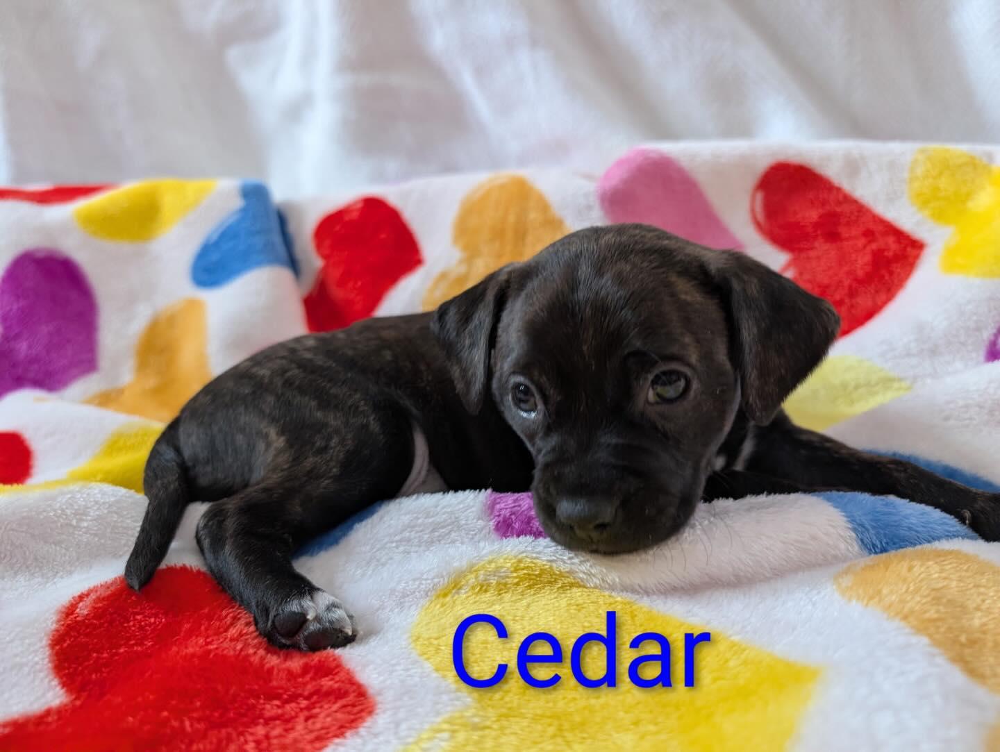Cedar, adopted, Puppy Female Plott Hound.