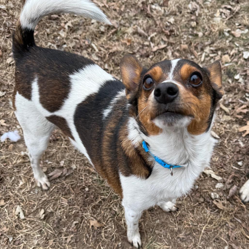 Little Winston thumbnail 3