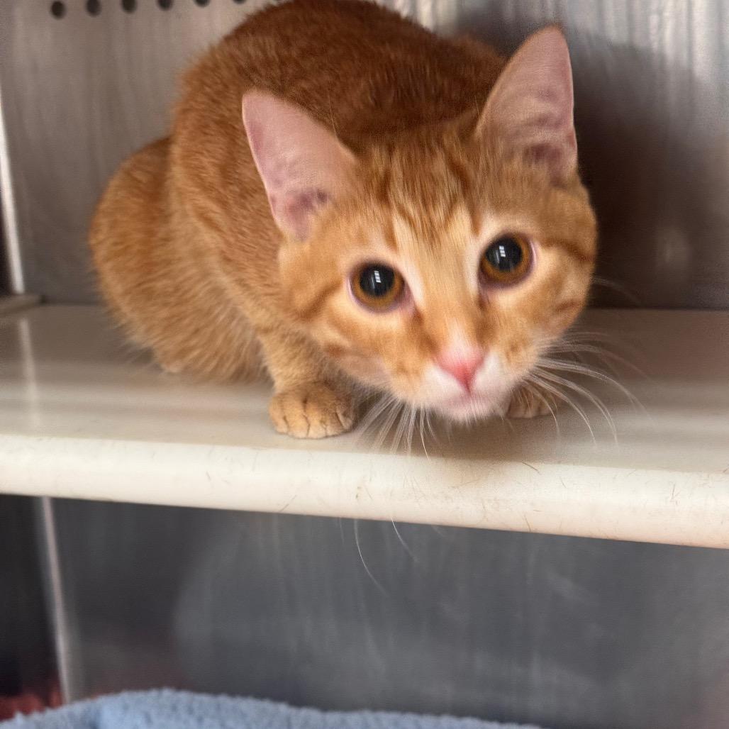 Enlarge Peach, a Adoptable Domestic Short Hair in Starkville, MS image 1/1