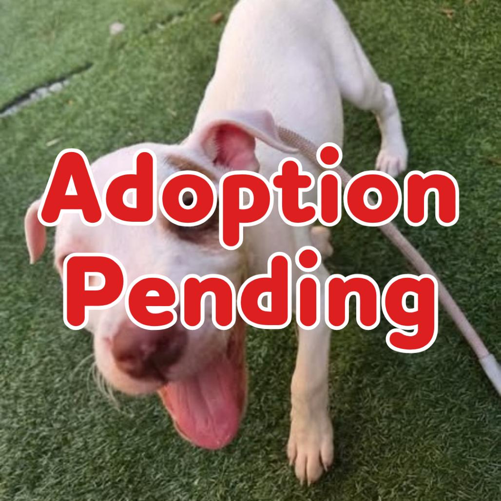 Ace Fuller 26-052, Adoptable, Puppy Male Hound & Mixed Breed.