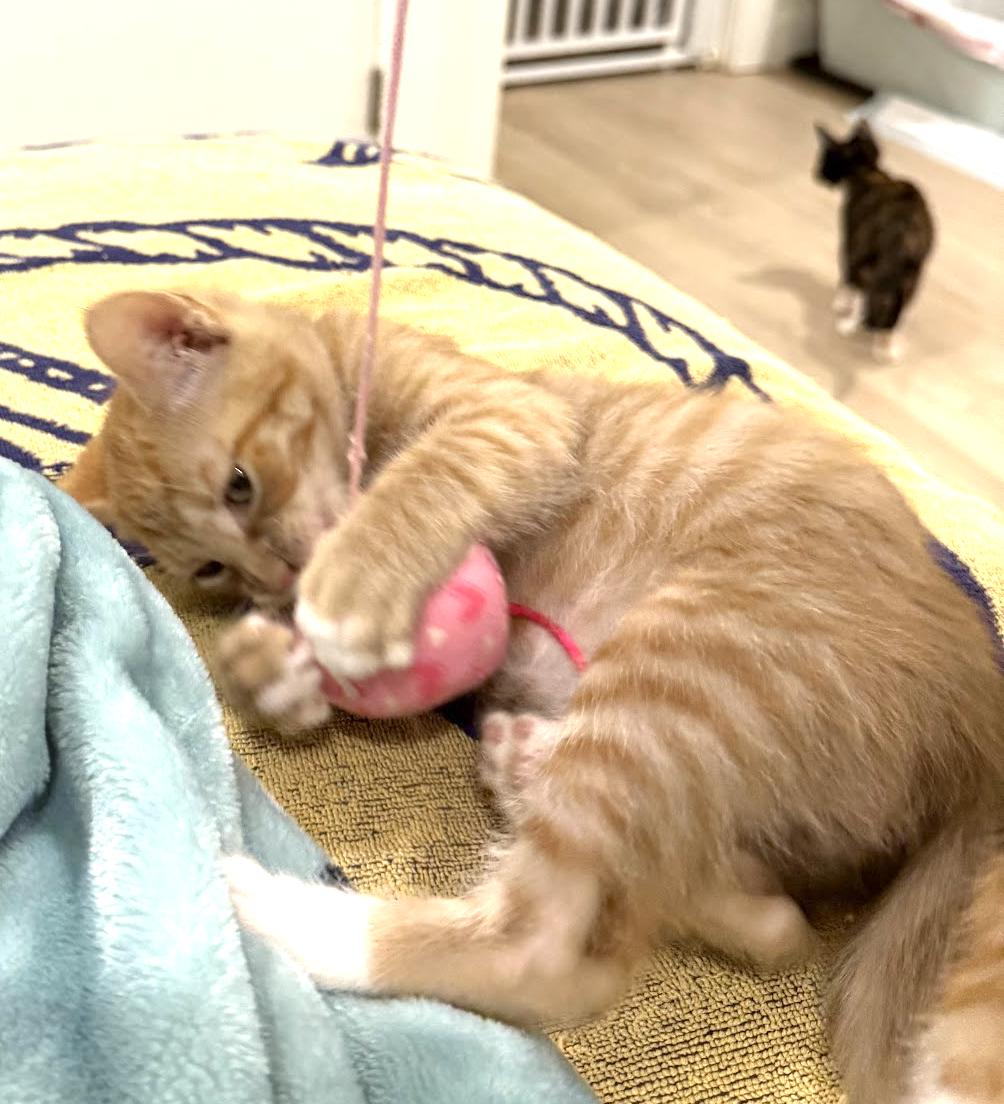 Enlarge Rory, a Adopted Domestic Short Hair in Stow, MA image 3/5