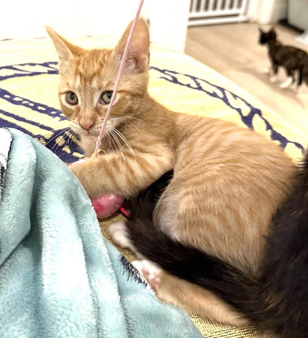 Enlarge Rory, a Adopted Domestic Short Hair in Stow, MA image 4/5