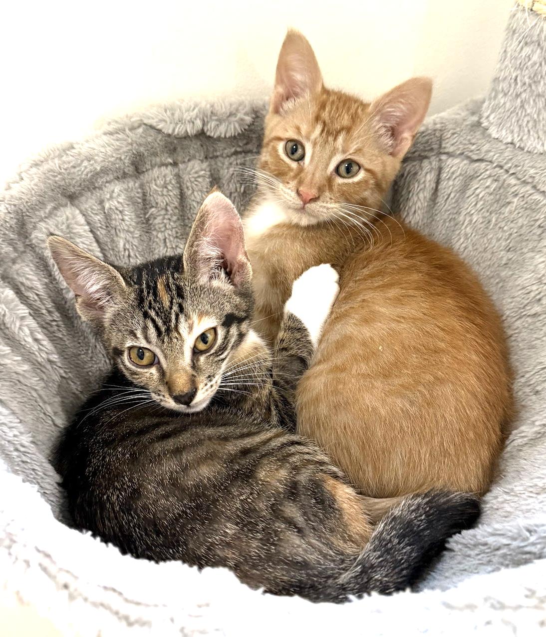 Enlarge Rory, a Adopted Domestic Short Hair in Stow, MA image 2/5