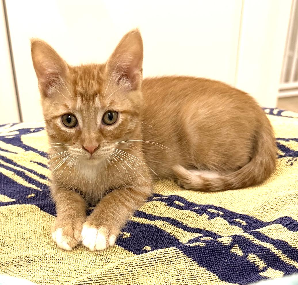 Rory, Adopted, Kitten Male Domestic Short Hair.
