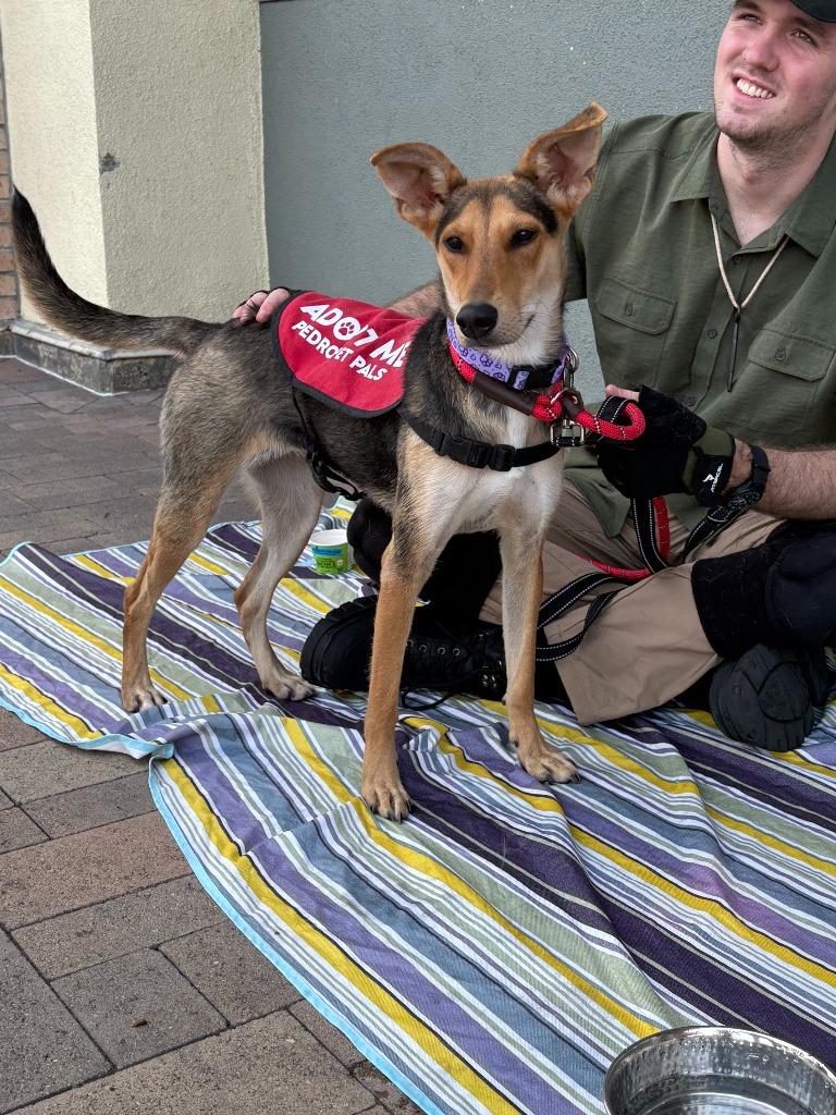 Elora Downey, Adopted, Puppy Female Mixed Breed.
