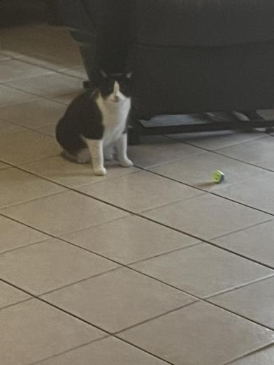 Miss Kitty — thumbnail 2