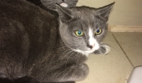 Enlarge Reagan, a Adoptable Domestic Short Hair in Woodland Hills, CA image 1/1