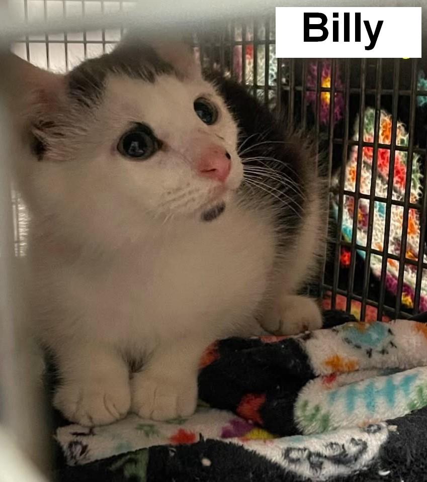Billy, Adoptable, Young Male American Shorthair.