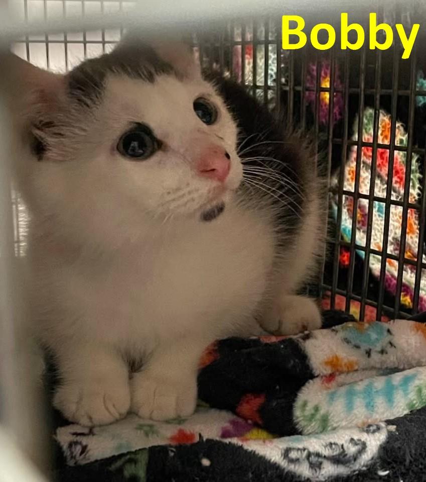 Enlarge Bobby, a Adoptable American Shorthair in Rochester, NY image 1/1