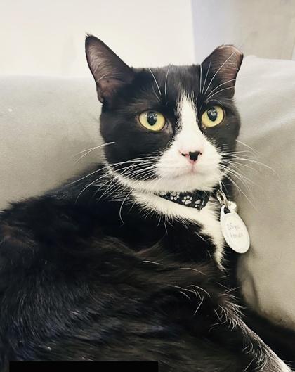 Sallyvester (Pounce Cat Cafe), a Adoptable Domestic Short Hair in Savannah, GA image 1/2