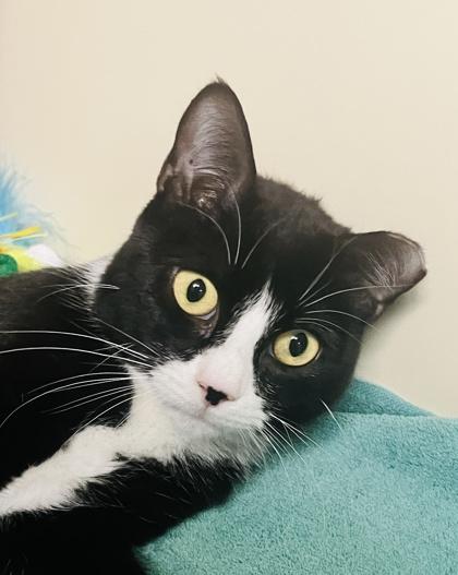 Sallyvester (Pounce Cat Cafe), a Adoptable Domestic Short Hair in Savannah, GA image 2/2