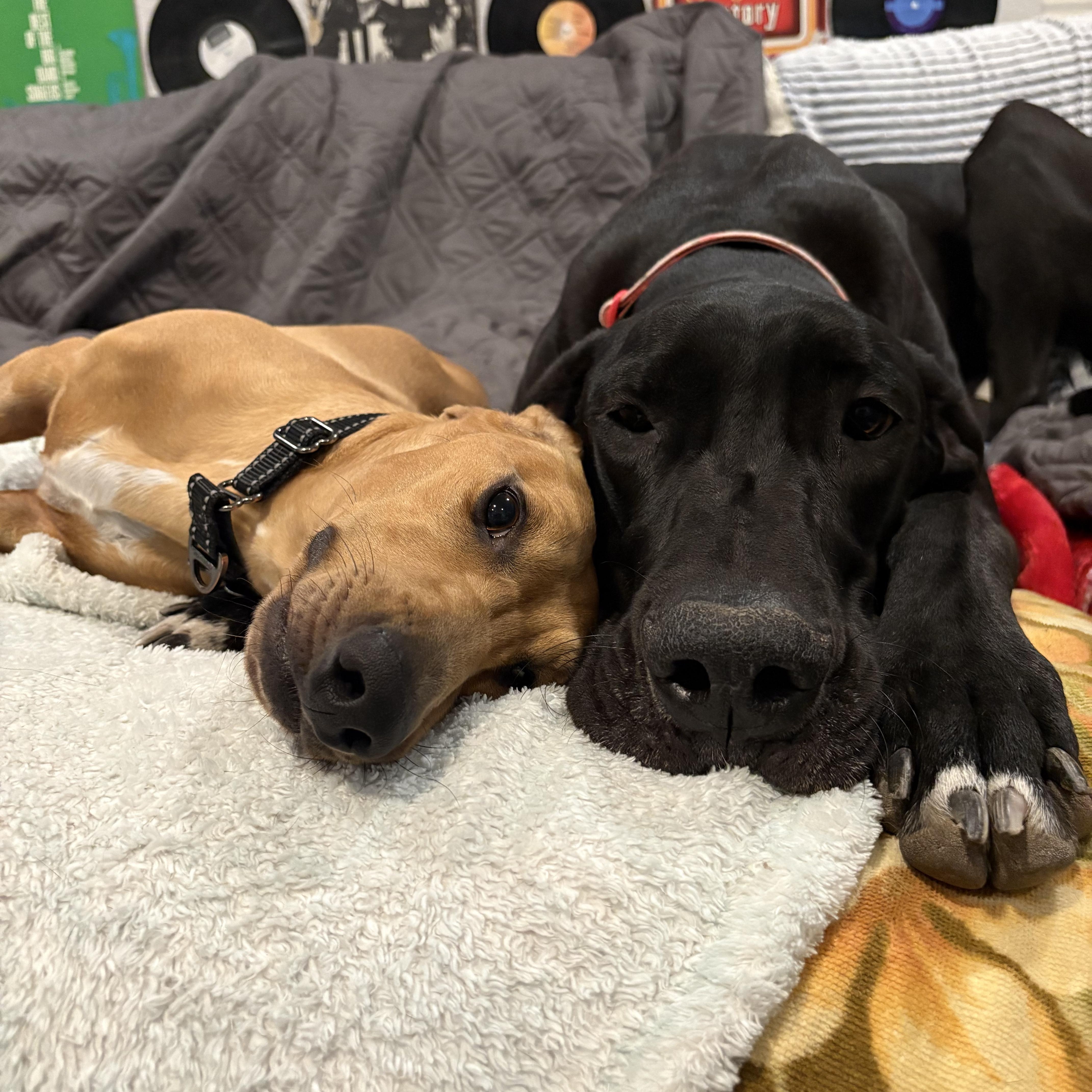 Raven, Adoptable, Young Female Great Dane.