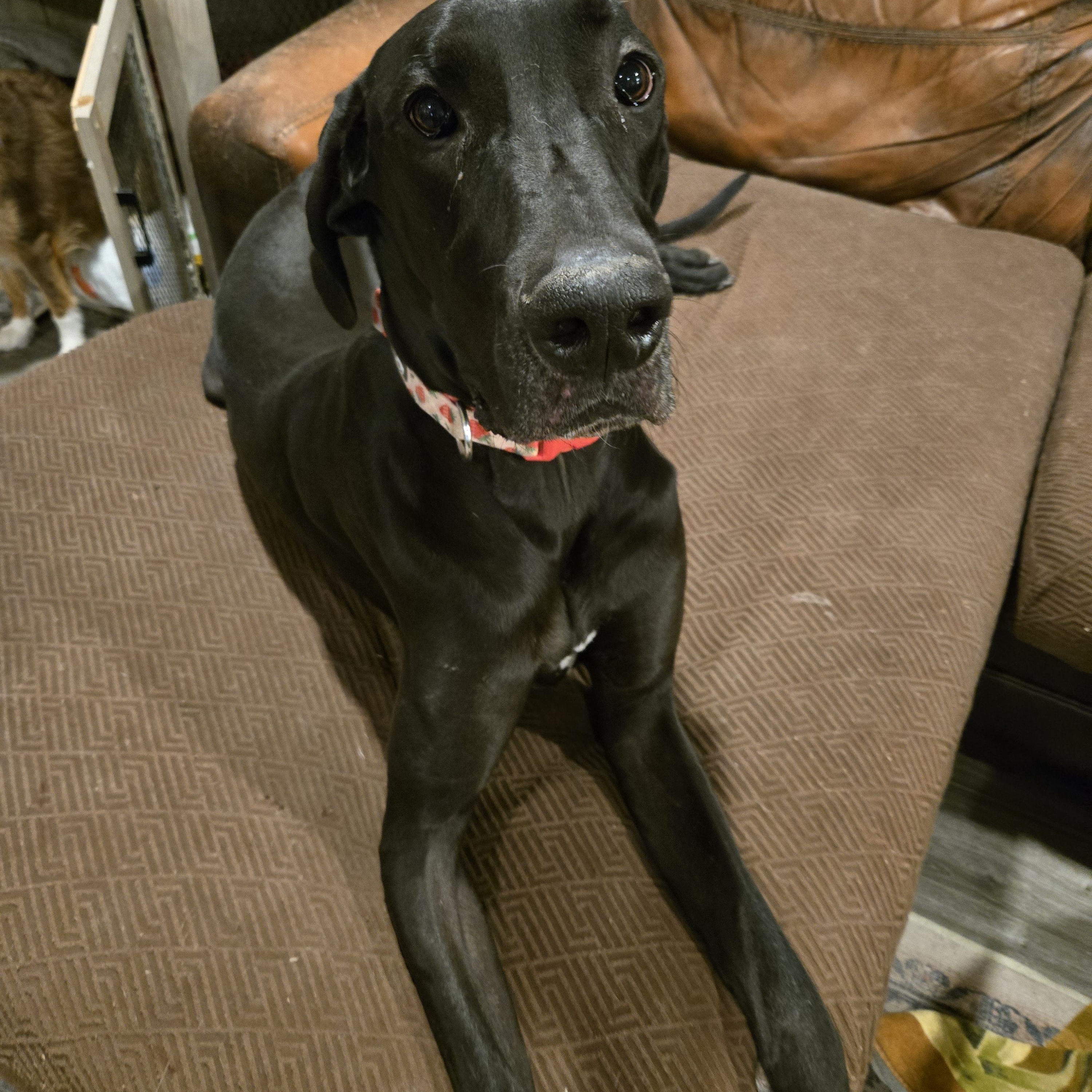 Enlarge Raven, a Adoptable Great Dane in Tempe, AZ image 6/6