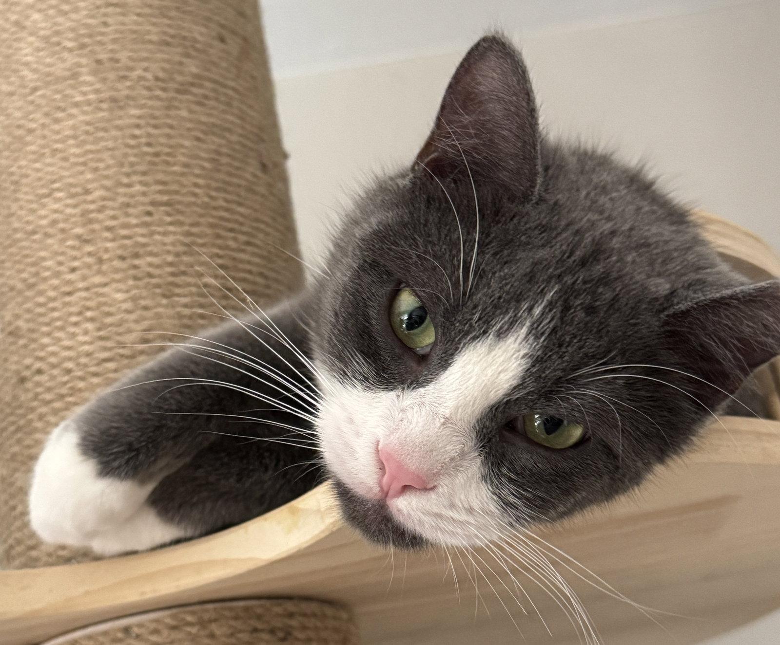 Enlarge Milano, a Adoptable Domestic Short Hair in Laramie, WY image 1/3