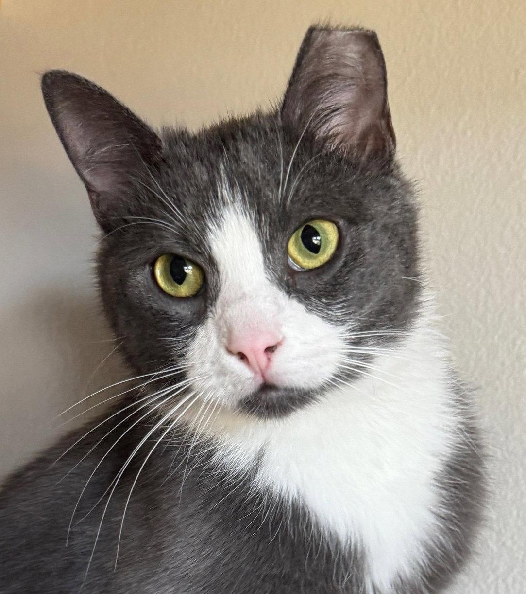 Enlarge Milano, a Adoptable Domestic Short Hair in Laramie, WY image 2/3