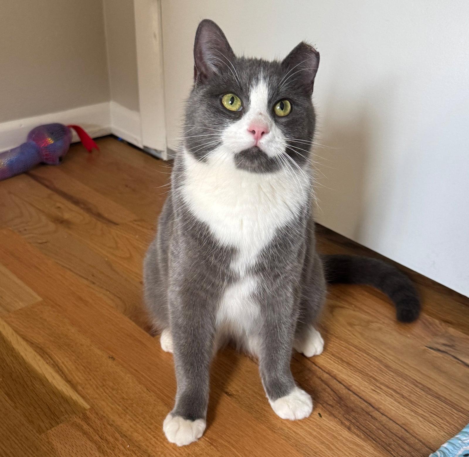 Enlarge Milano, a Adoptable Domestic Short Hair in Laramie, WY image 3/3