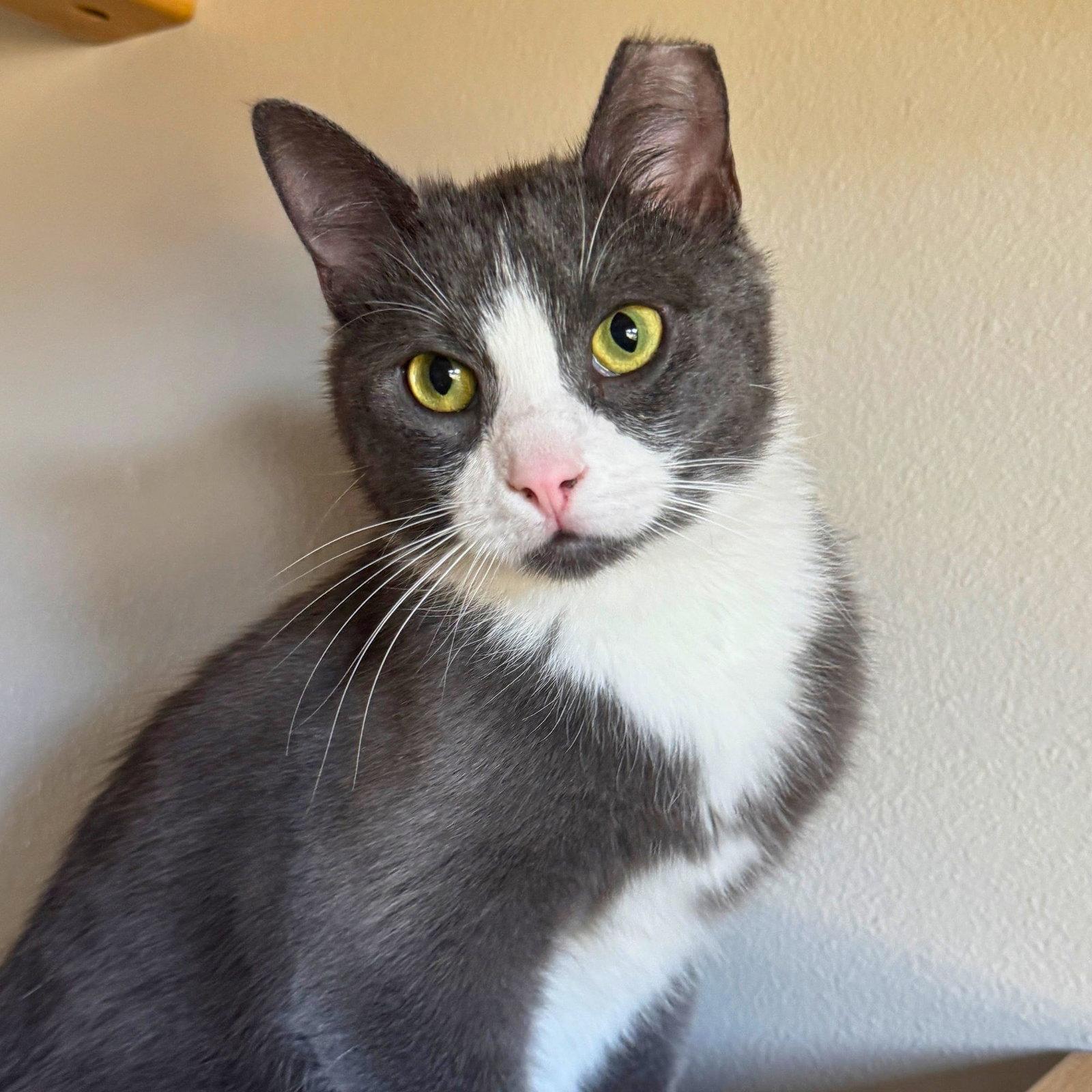 Enlarge Milano, a Adoptable Domestic Short Hair in Laramie, WY image 3/3