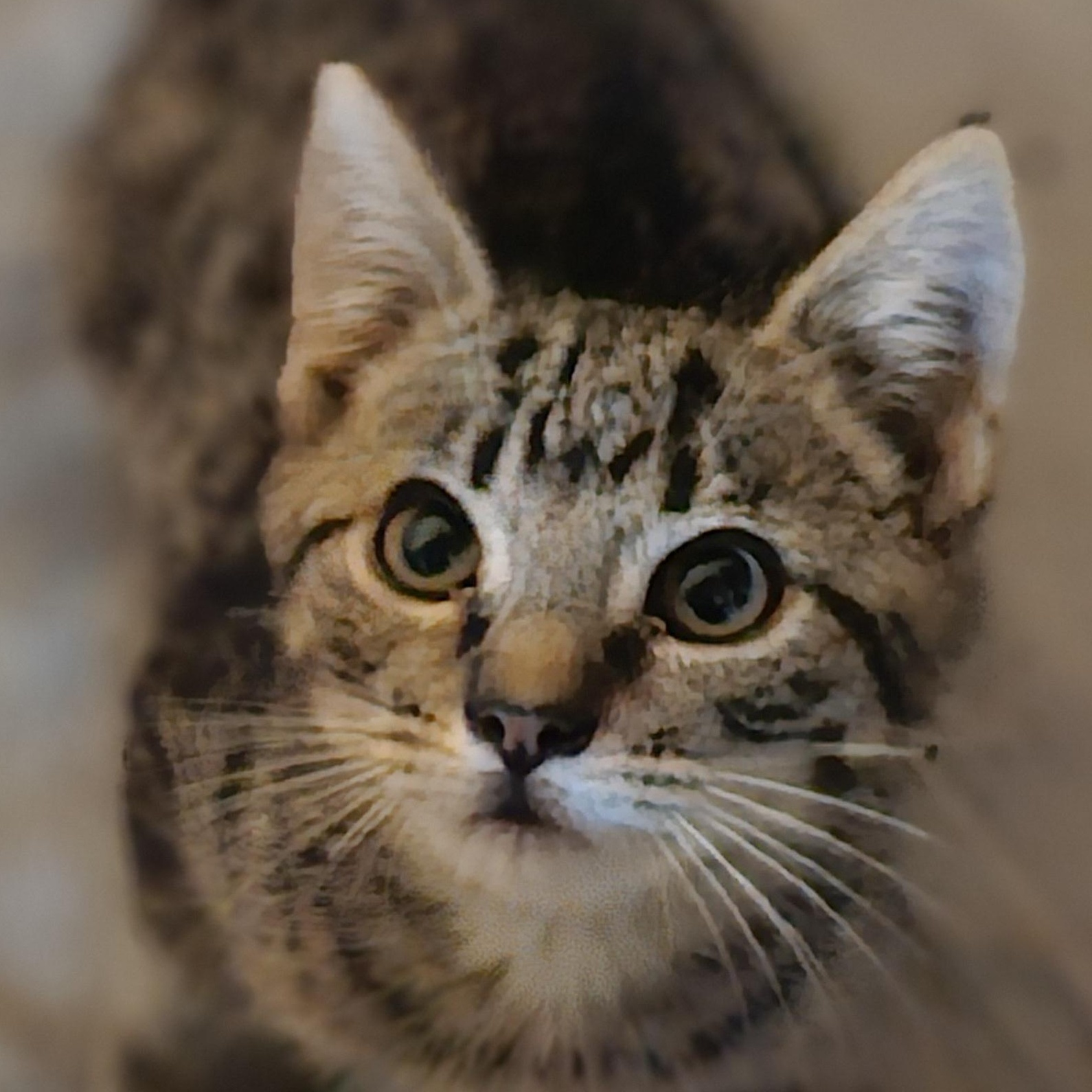 Willow, ADOPTABLE, Young Female Domestic Short Hair.