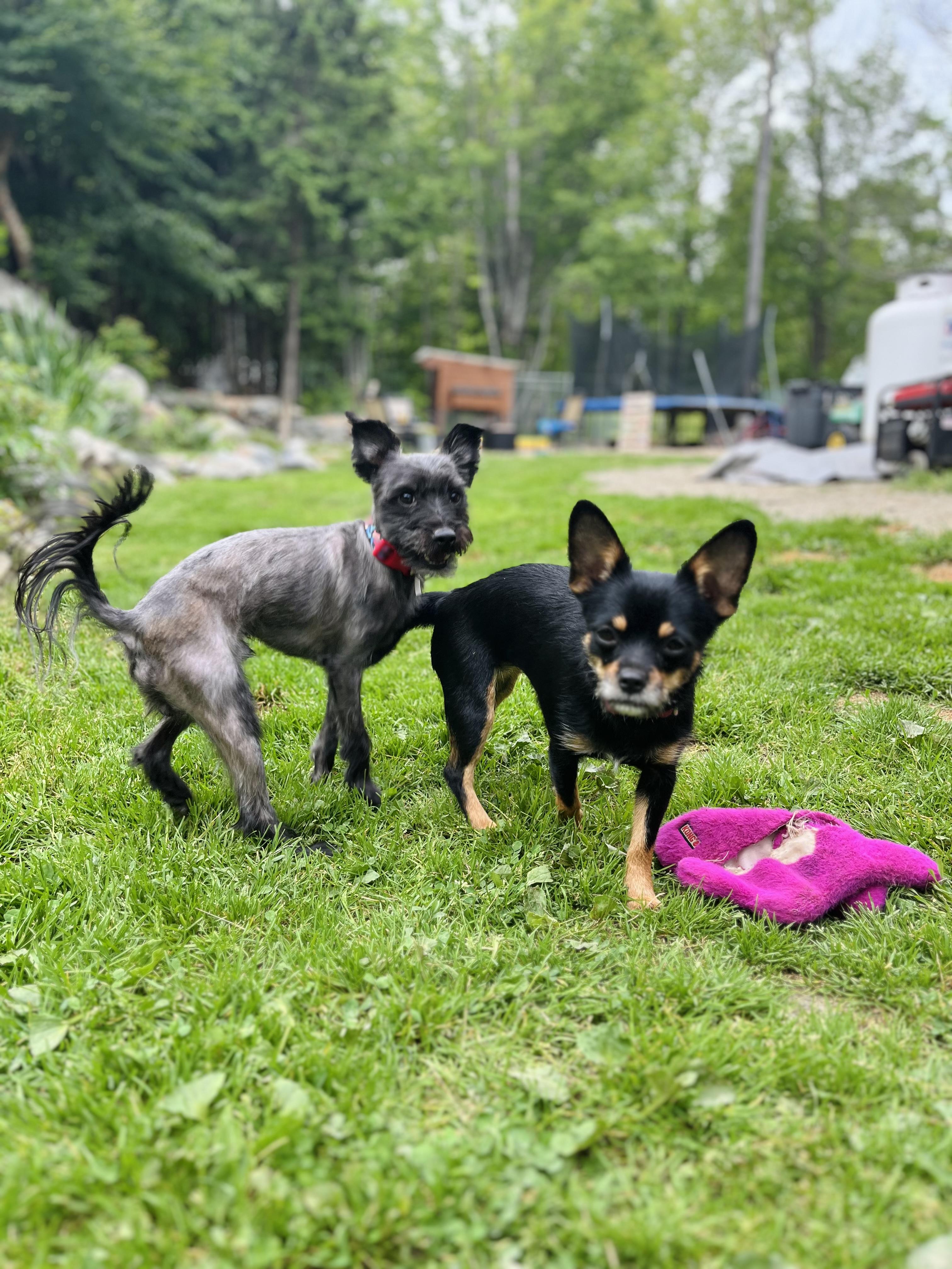 Dunkin, Adopted, Adult Male Yorkshire Terrier.