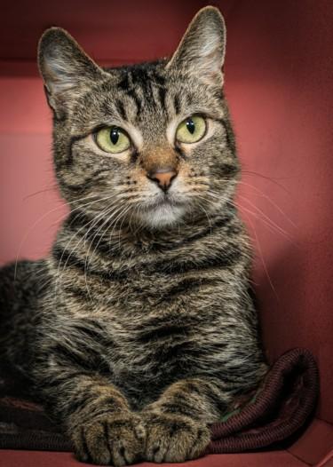 PHISH, Adoptable, Young Female Domestic Short Hair.