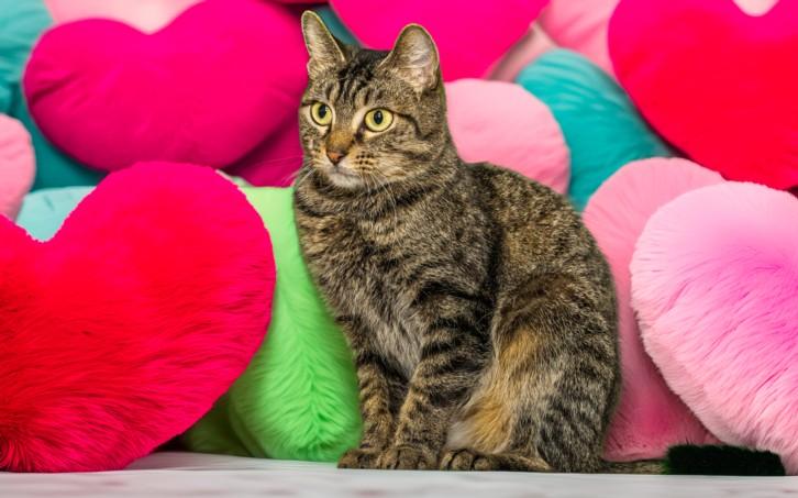 PHISH, Adoptable, Young Female Domestic Short Hair.