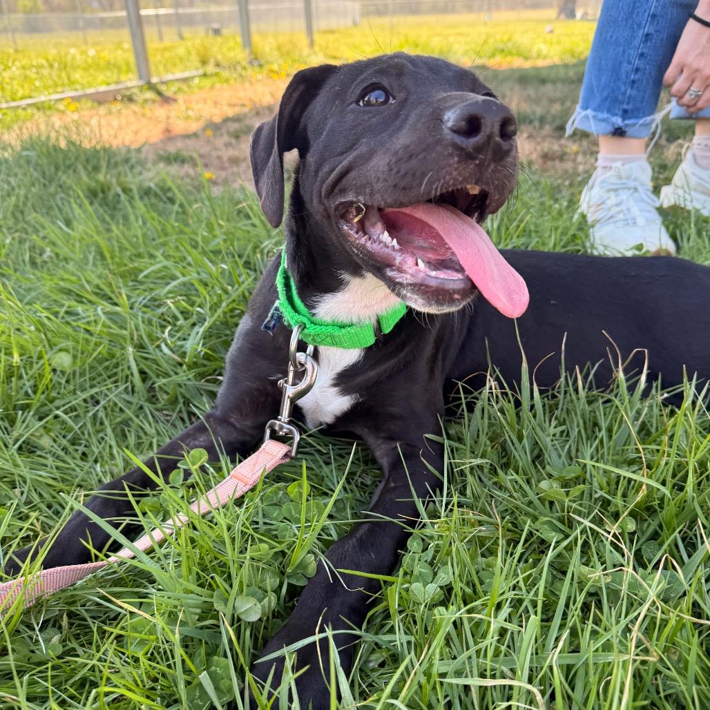 Enlarge Pride, a Adoptable Mixed Breed in Hendersonville, NC image 1/6
