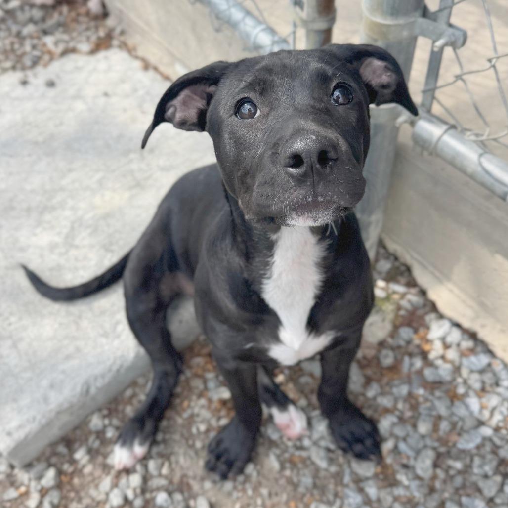 Enlarge Pride, a Adoptable Mixed Breed in Hendersonville, NC image 2/6