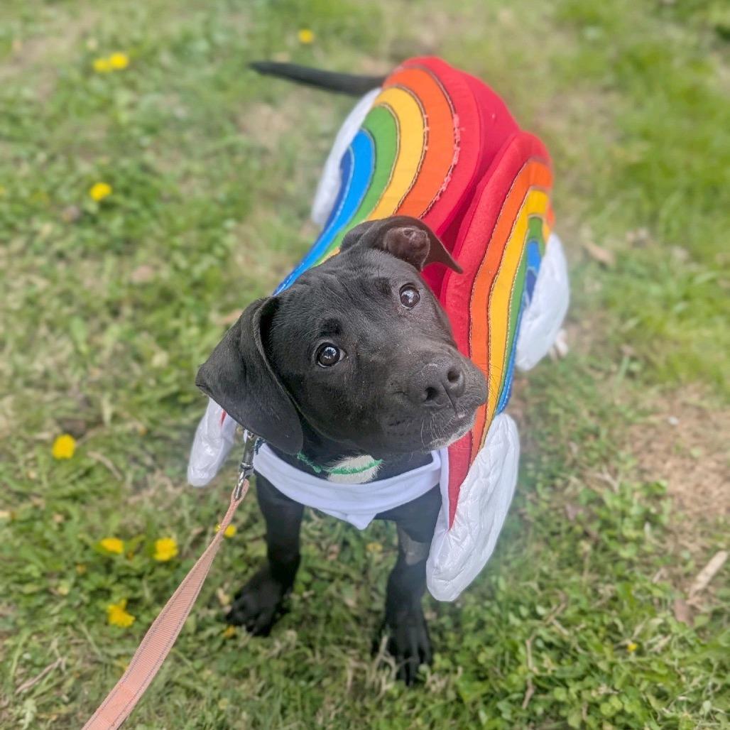 Enlarge Pride, a Adoptable Mixed Breed in Hendersonville, NC image 3/6