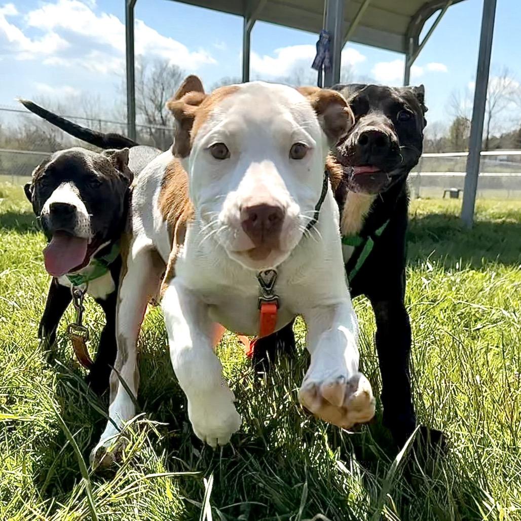 Enlarge Pride, a Adoptable Mixed Breed in Hendersonville, NC image 4/6