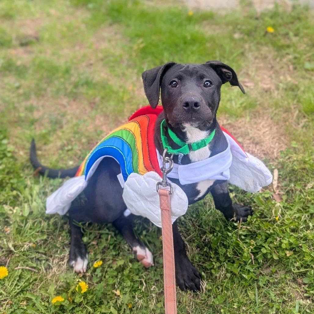 Enlarge Pride, a Adoptable Mixed Breed in Hendersonville, NC image 5/6