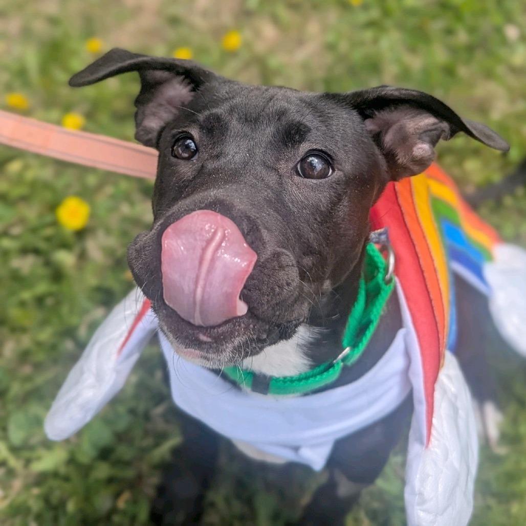 Enlarge Pride, a Adoptable Mixed Breed in Hendersonville, NC image 6/6