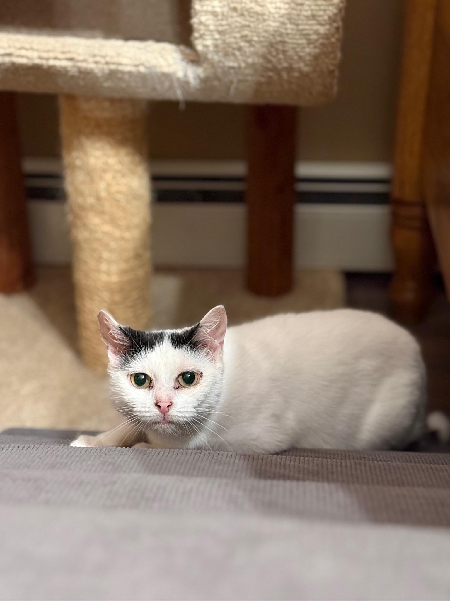 Enlarge Ruby, a Adoptable Domestic Short Hair in Hartville, OH image 1/5