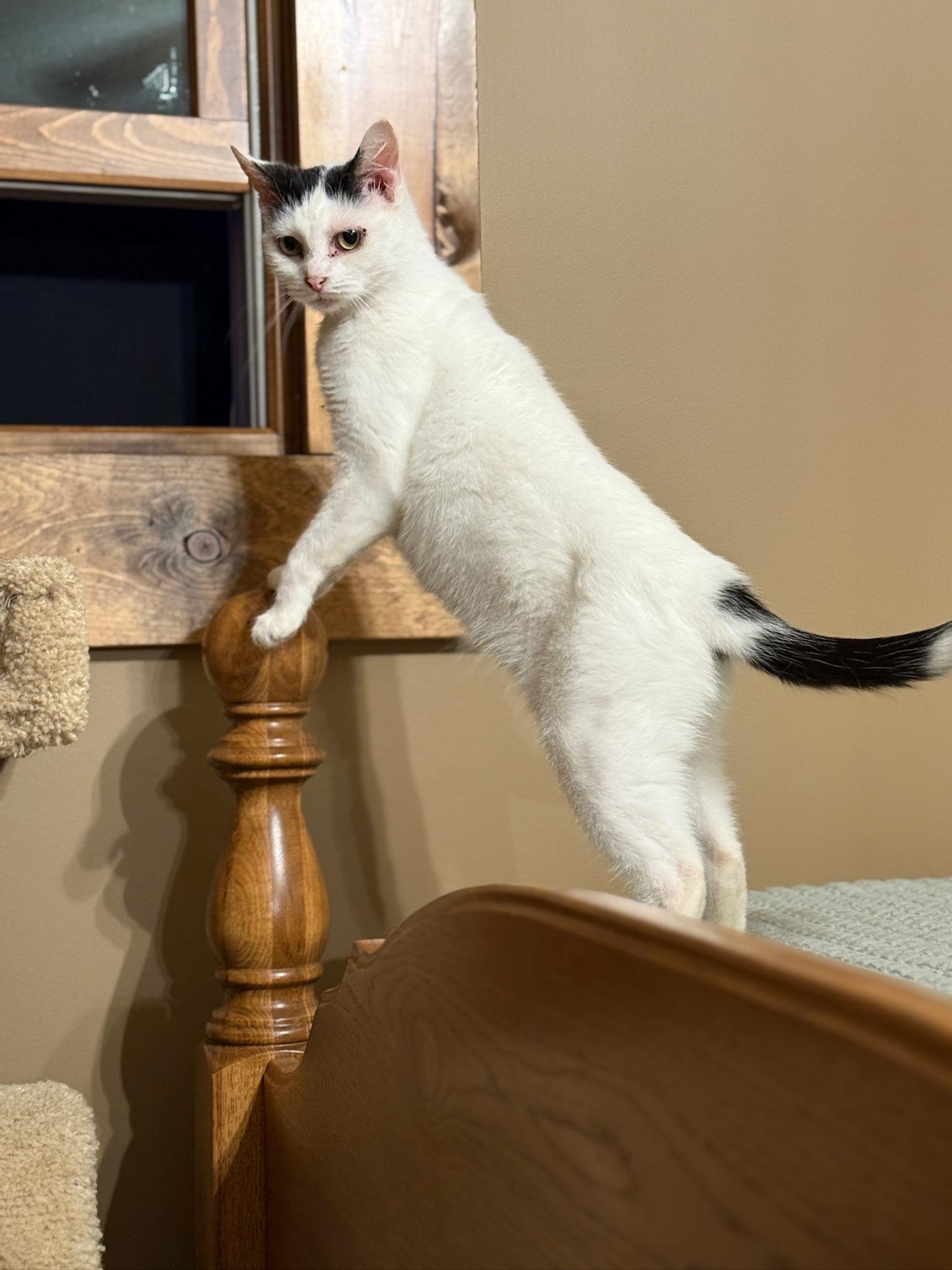 Enlarge Ruby, a Adoptable Domestic Short Hair in Hartville, OH image 2/5