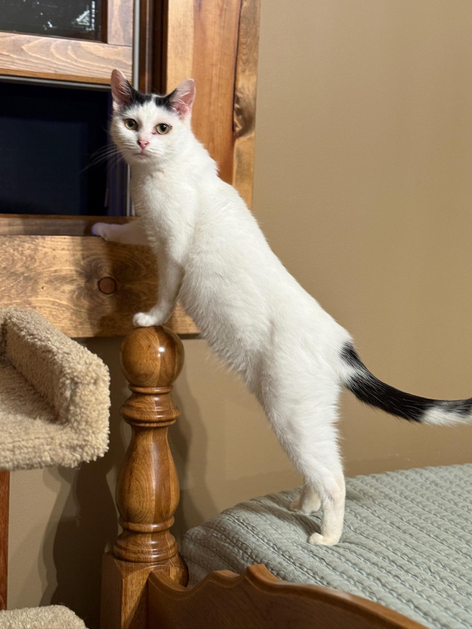 Enlarge Ruby, a Adoptable Domestic Short Hair in Hartville, OH image 3/5