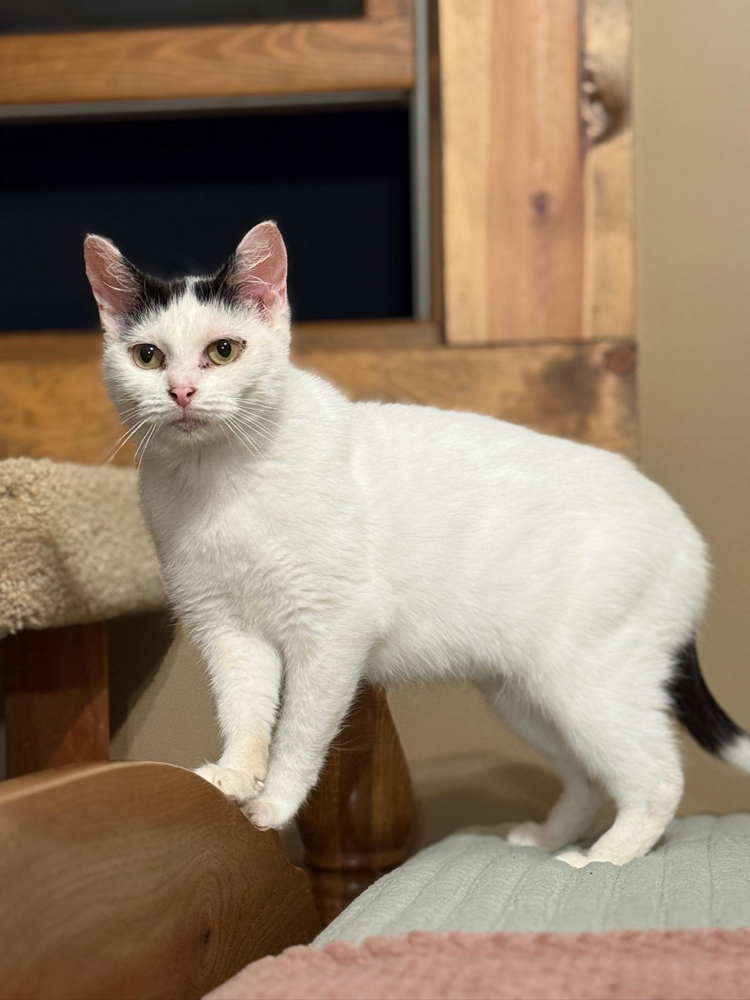 Enlarge Ruby, a Adoptable Domestic Short Hair in Hartville, OH image 4/5