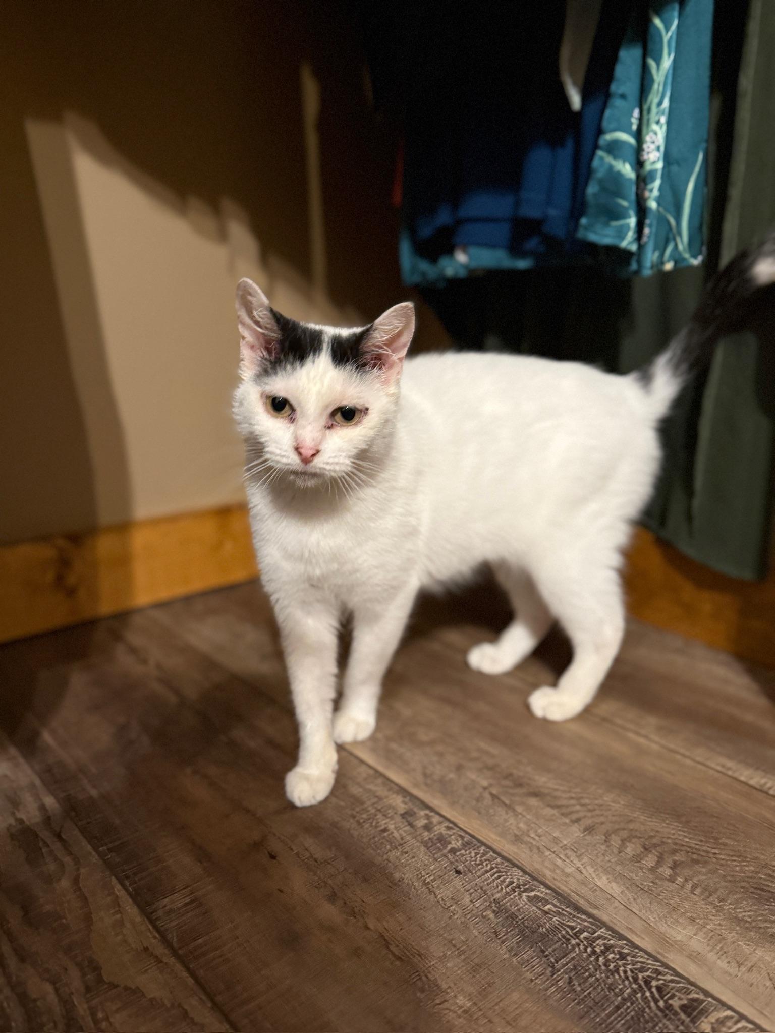 Enlarge Ruby, a Adoptable Domestic Short Hair in Hartville, OH image 5/5