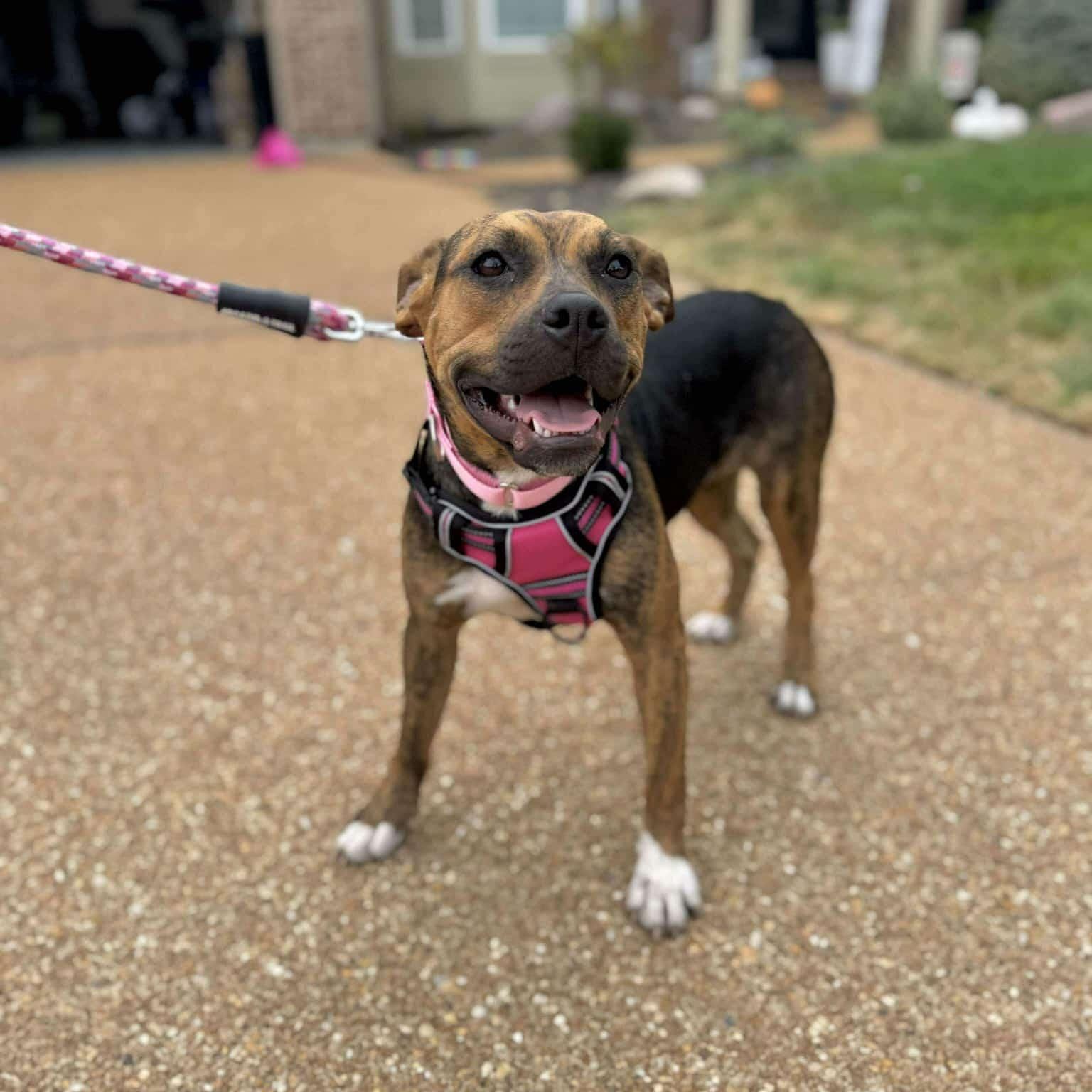 Gnome, a Adoptable Mixed Breed in Kansas City, MO image 2/6
