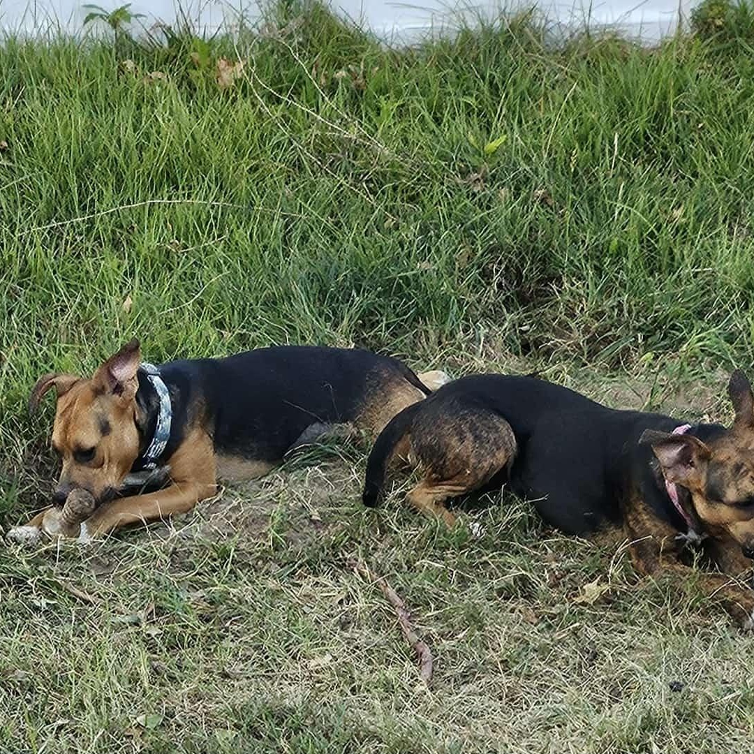 Gnome, a Adoptable Mixed Breed in Kansas City, MO image 3/6