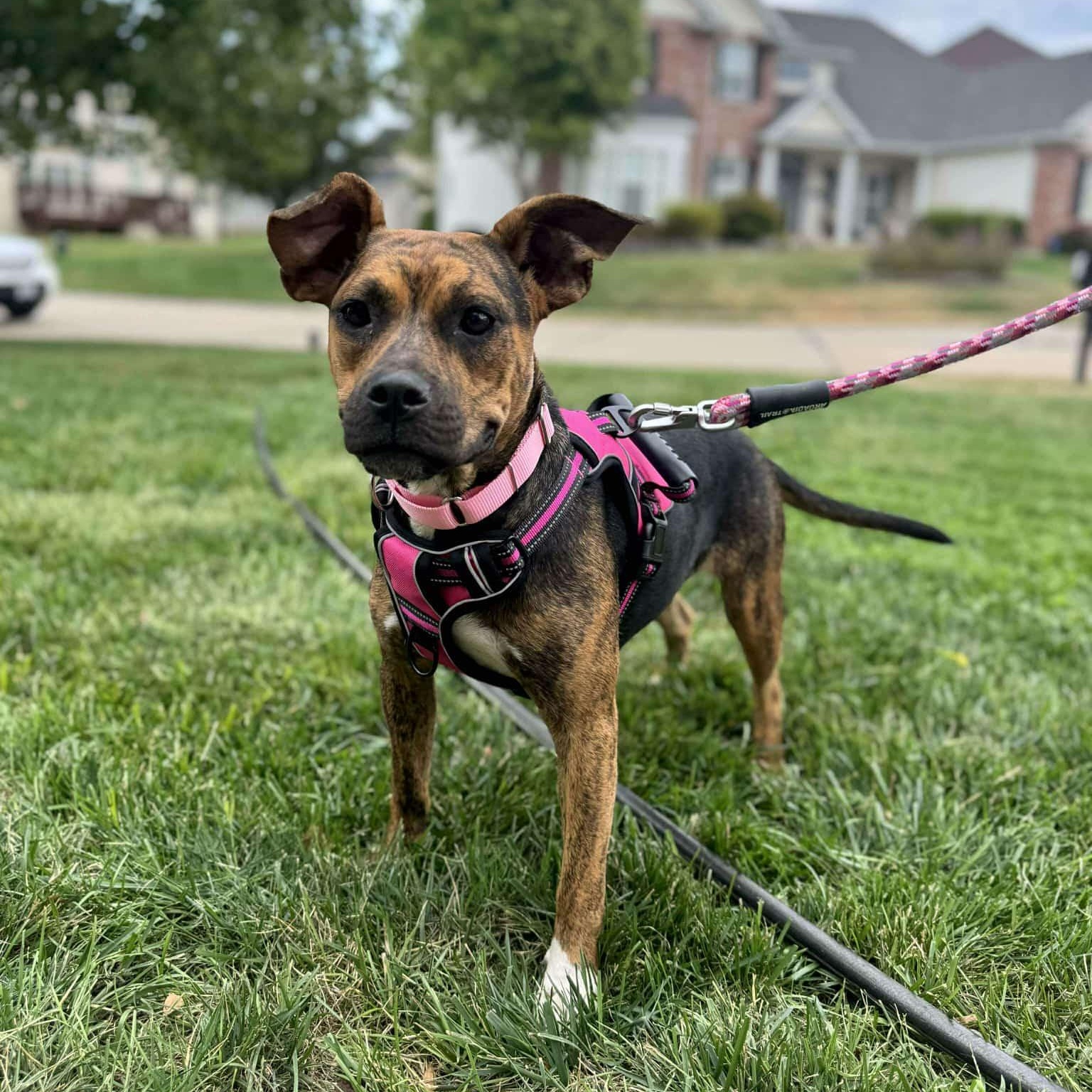 Gnome, a Adoptable Mixed Breed in Kansas City, MO image 5/6