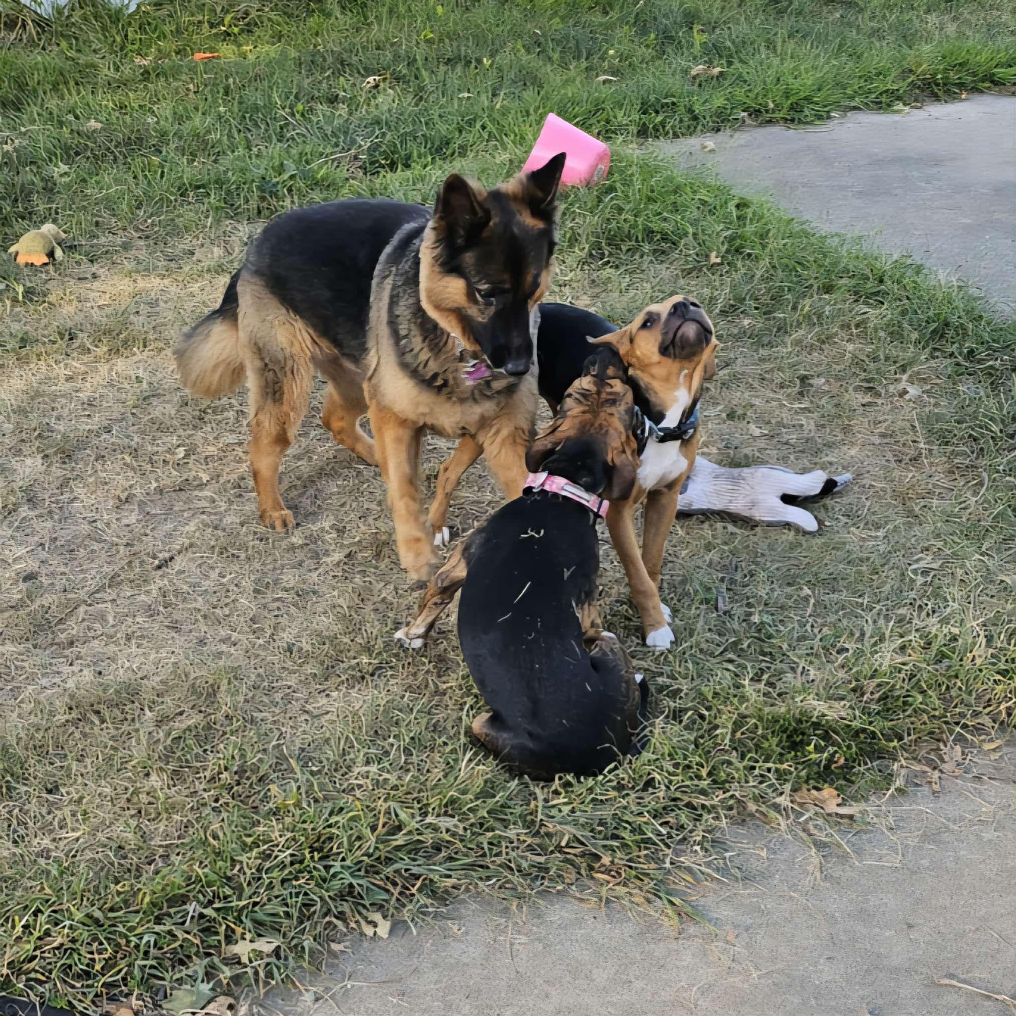 Gnome, a Adoptable Mixed Breed in Kansas City, MO image 6/6