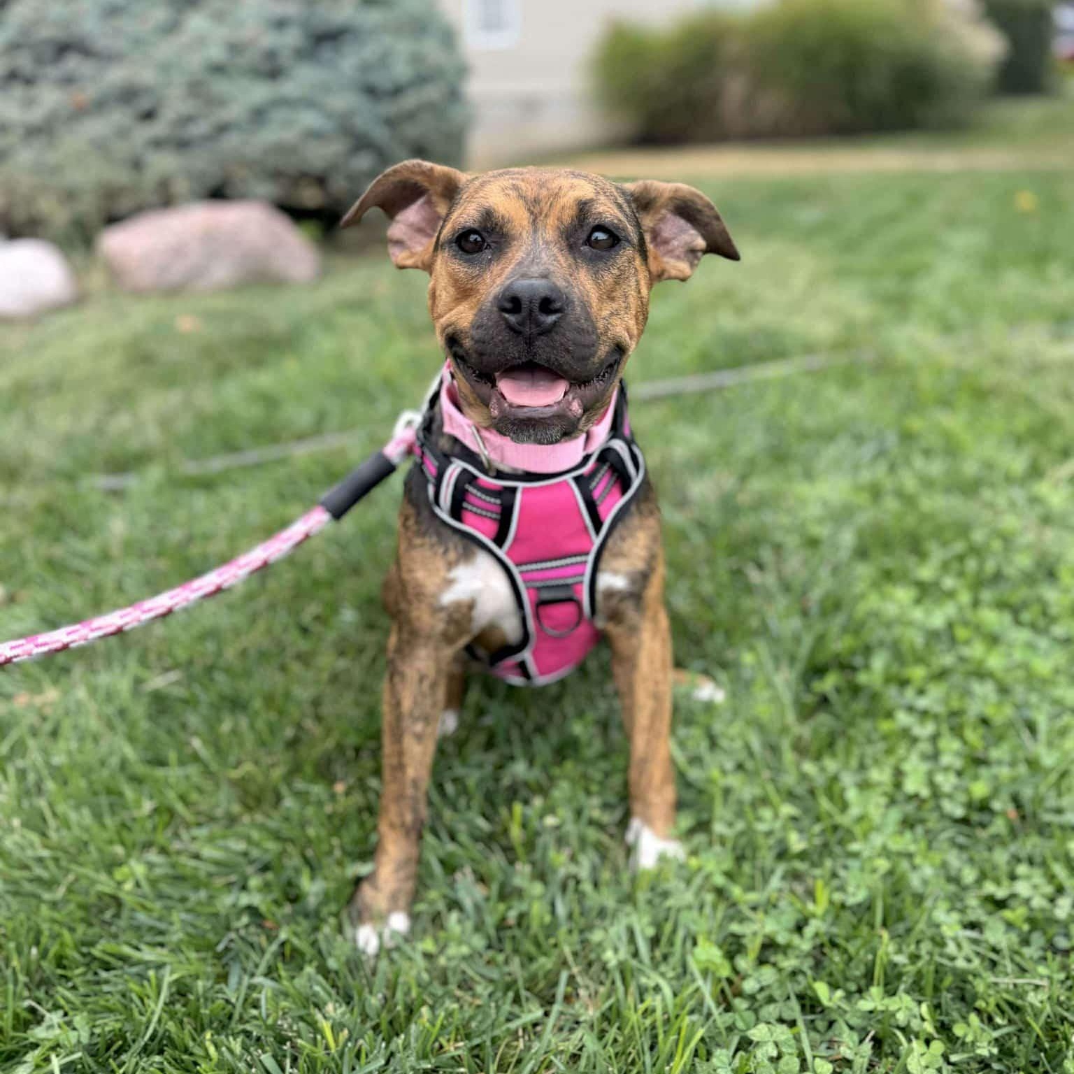 Gnome, Adoptable, Young Female Mixed Breed.