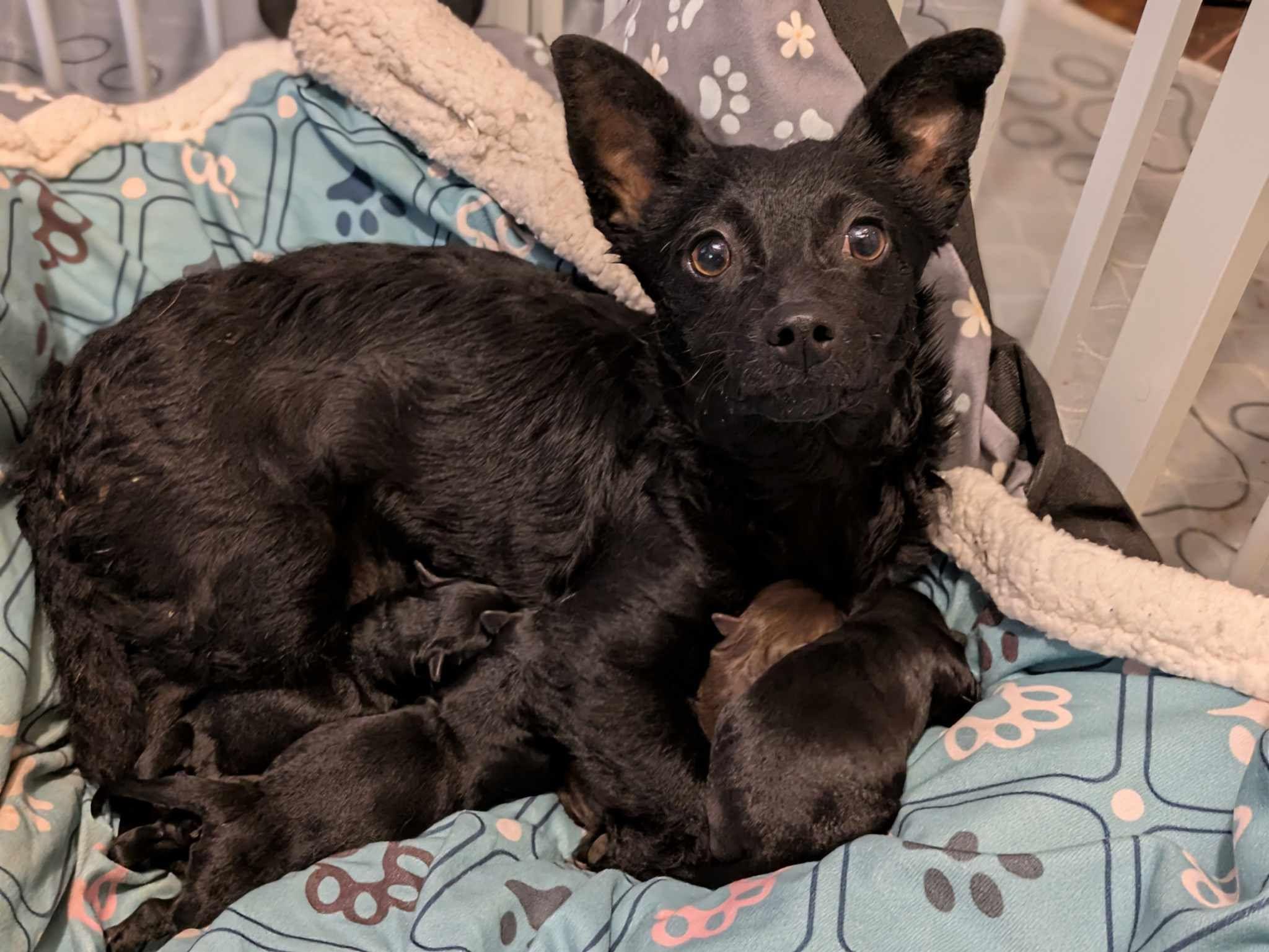 Little Bit, Adult Female Chiweenie