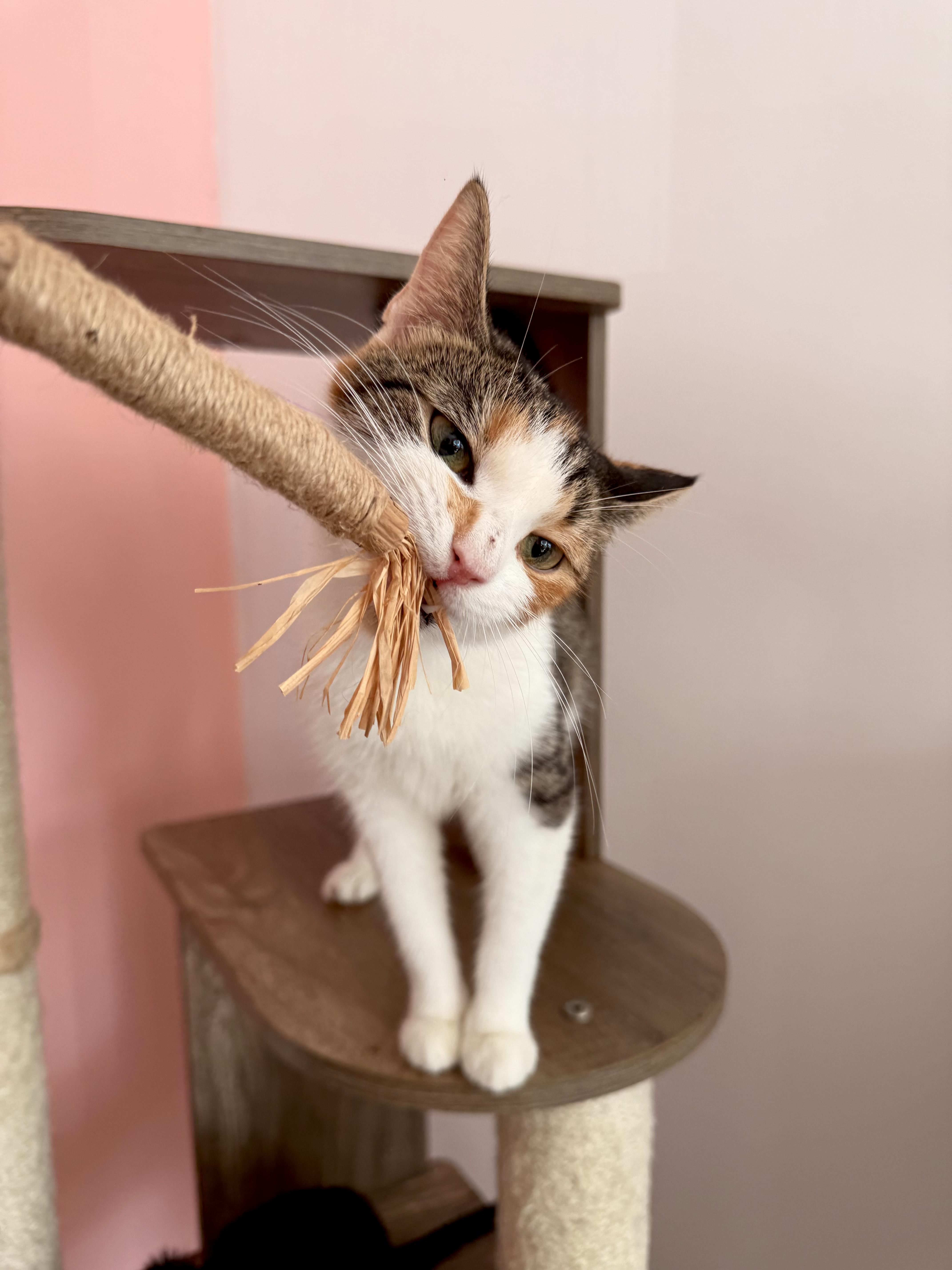 Enlarge SIENNA, a Adoptable Calico in New York, NY image 4/4
