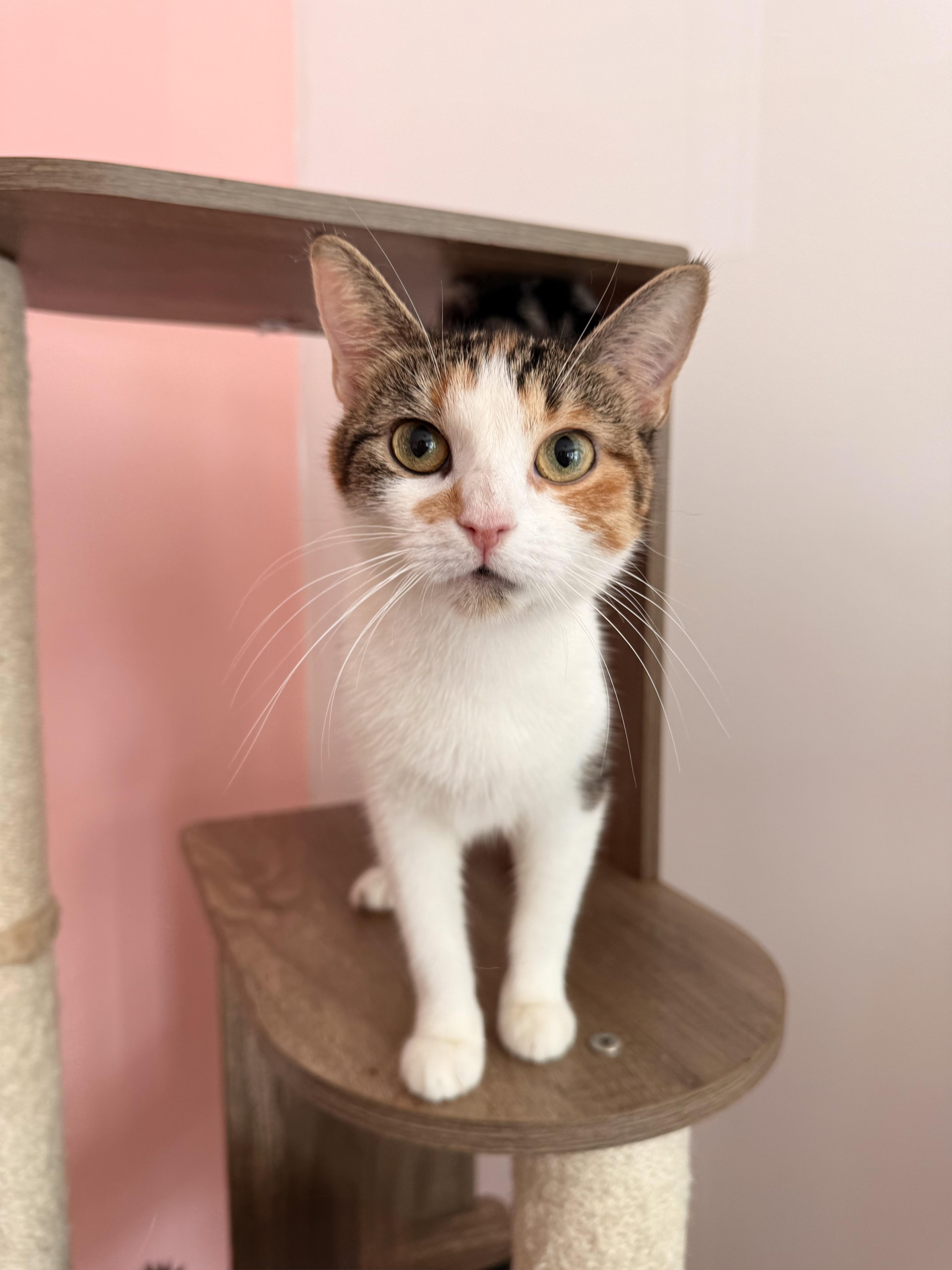 SIENNA, Adoptable, Young Female Calico.