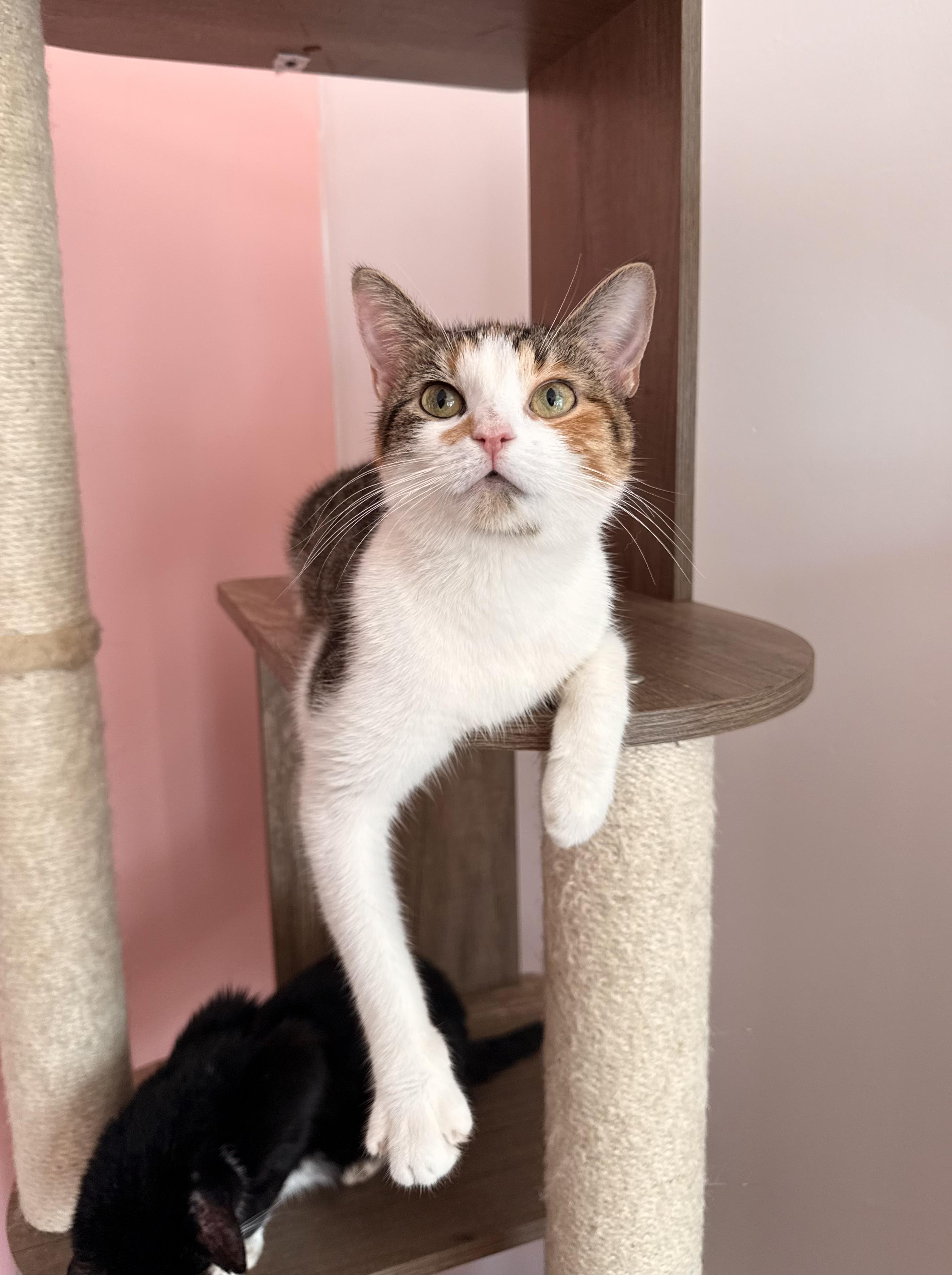 Enlarge SIENNA, a Adoptable Calico in New York, NY image 3/4