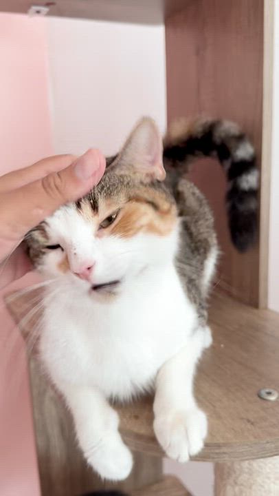 Enlarge SIENNA, a Adoptable Calico in New York, NY video 2/4