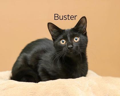 Buster, Adoptable, Kitten Male Domestic Short Hair & Domestic Short Hair.
